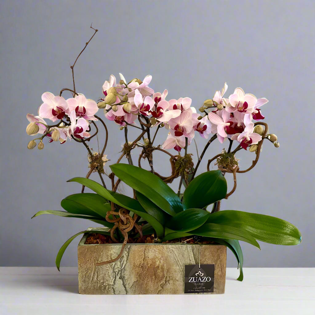 Wall Baby Orchids