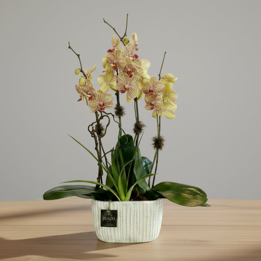 Double Garden Orchids