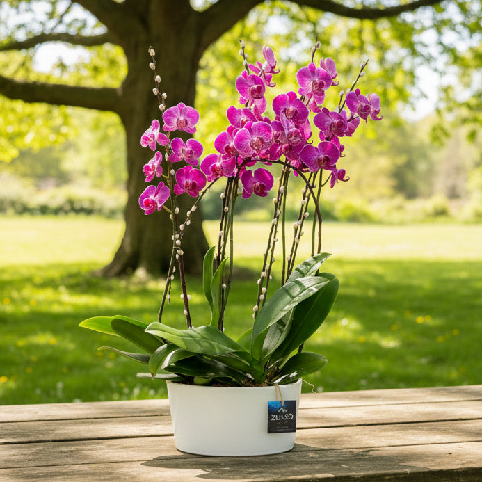 Double Garden Orchids