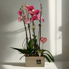 Orchid Garden of Love