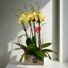 Orchid Garden of Love