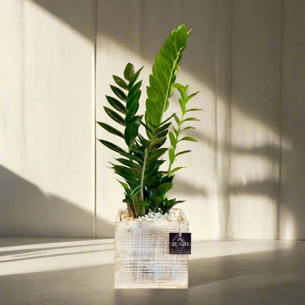 ZZ Plant