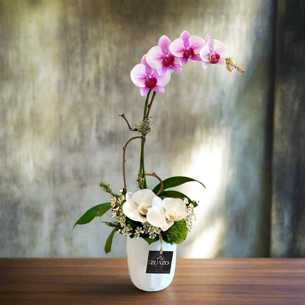 Orchid Touch