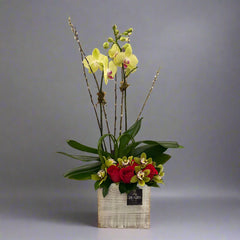 Orchid Elegance