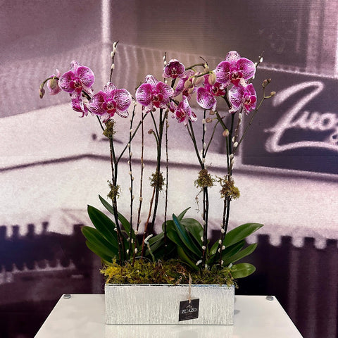 Silver Vase Orchids
