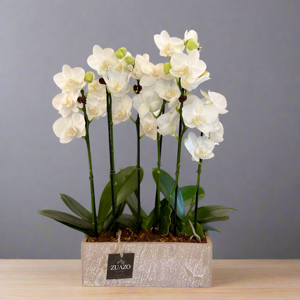 Wall Baby Orchids
