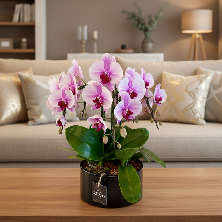Table Top Orchids