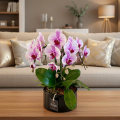 Table Top Orchids