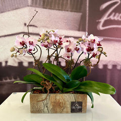 Wall Baby Orchids