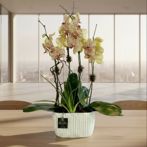 Double Garden Orchids