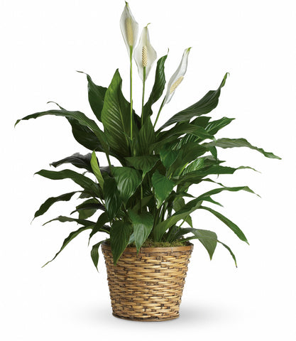 Elegant Spathiphyllum