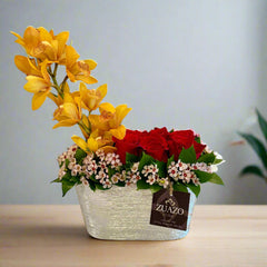 Mini Cymbidiums Orchids