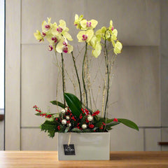 Christmas Charm Orchids