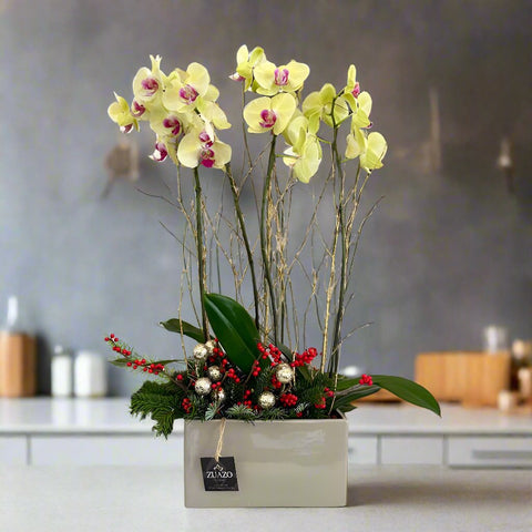 Christmas Charm Orchids