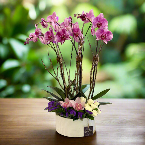 Twin Blossoms Orchids