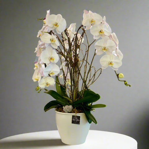 Elegance Waterfall Orchids