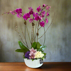 Twin Blossoms Orchids