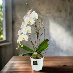 Waterfall Single Orchid