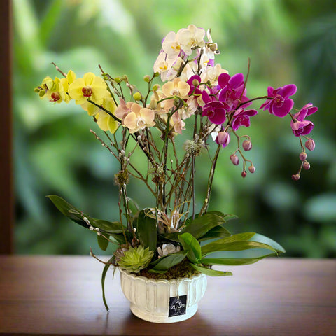 Mix Color Orchid Supreme