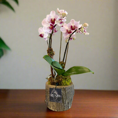 Baby Orchid Tree Trunk