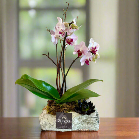 Baby Orchid Birch Planter