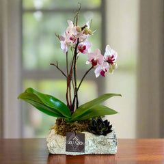 Baby Orchid Birch Planter