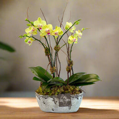 Baby Orchids Stone Planter