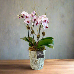 Tiny Orchids Birch Pot