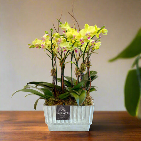 Baby Orchids Square Planter