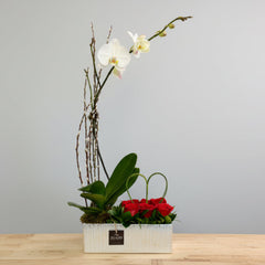 Orchid Love - Zuazo Floral