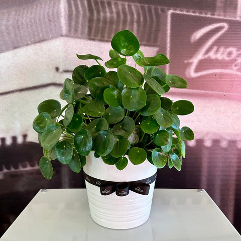 Pilea peperomoide