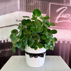 Pilea peperomoide