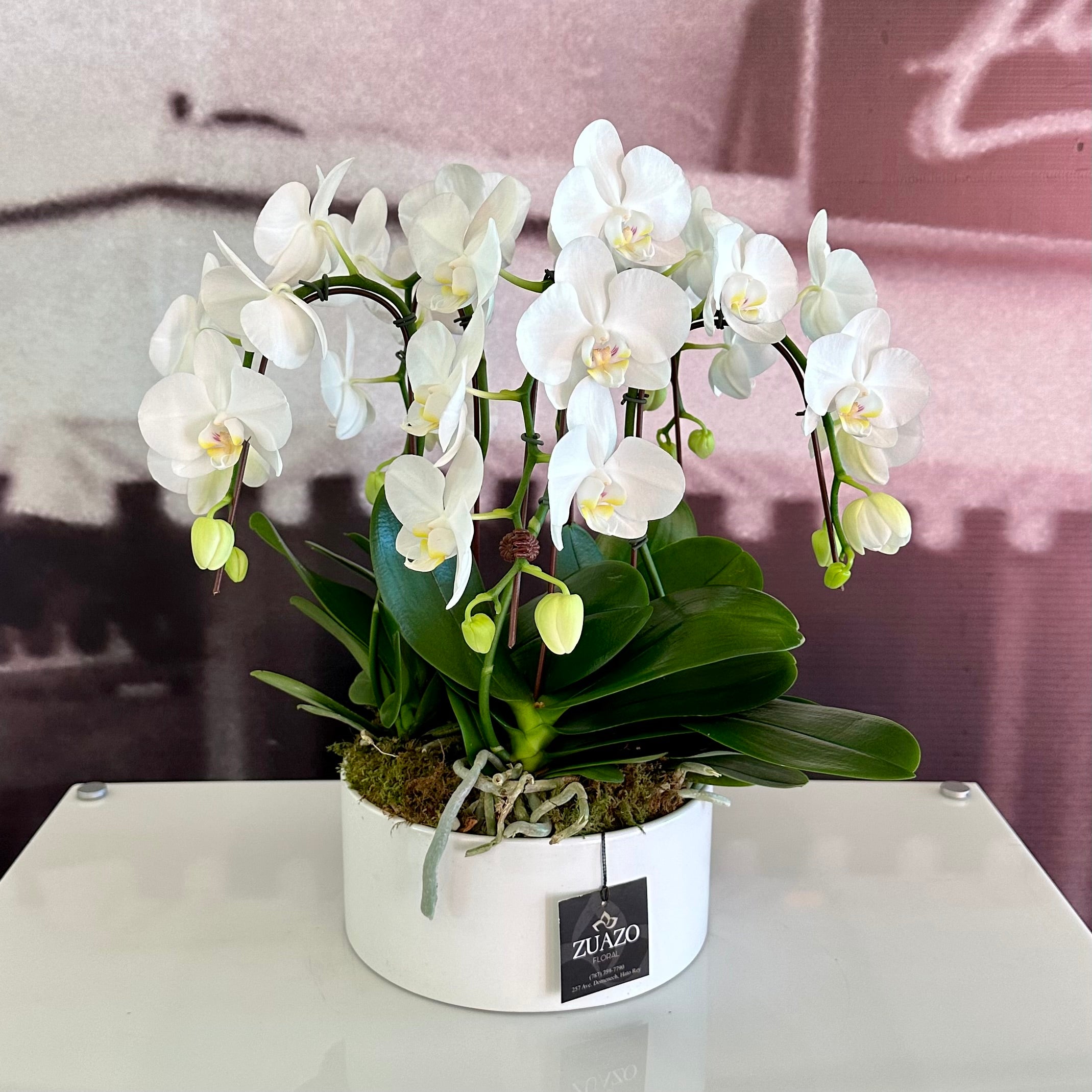 White Table Top Orchids