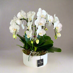 White Table Top Orchids