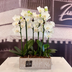 White Wall Orchids