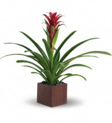 Bromeliad