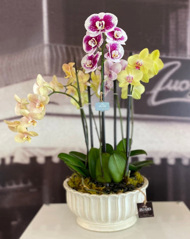 Mix Color Orchid Supreme