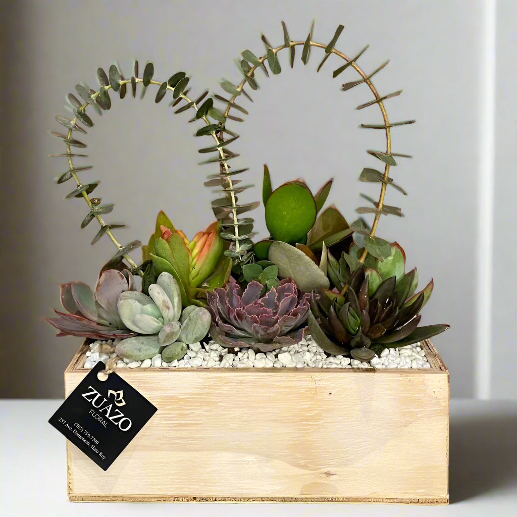 succulent love Succulents Love – Zuazo Floral