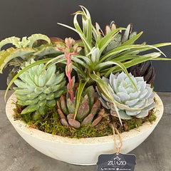 Succulents Bowl