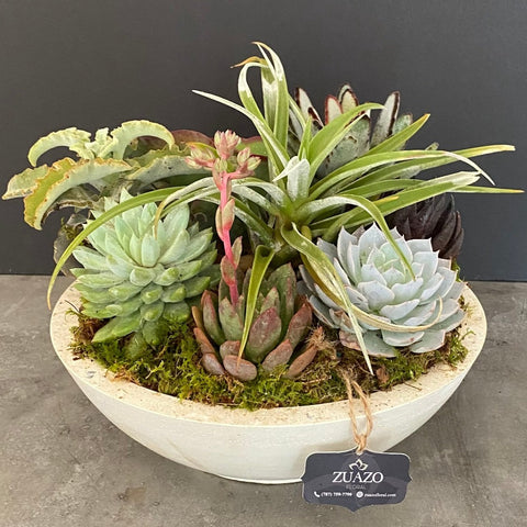 Succulents Bowl