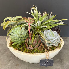 Succulents Bowl